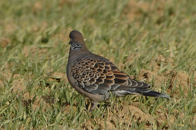 Oriental Turtle Dove