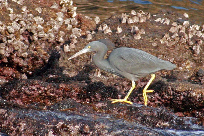 Pacific Reef Heron