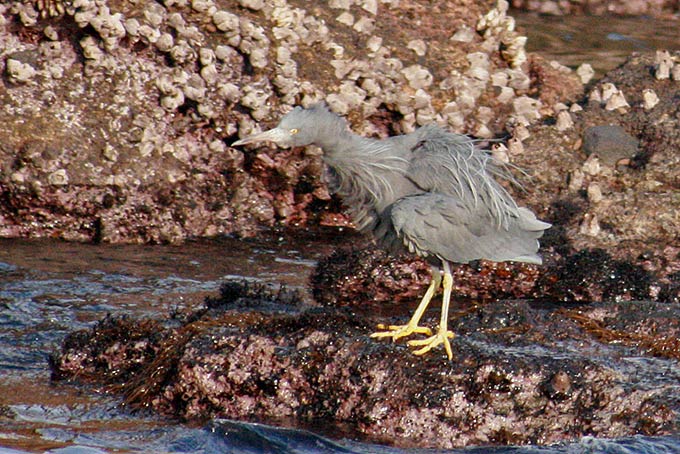 Pacific Reef Heron