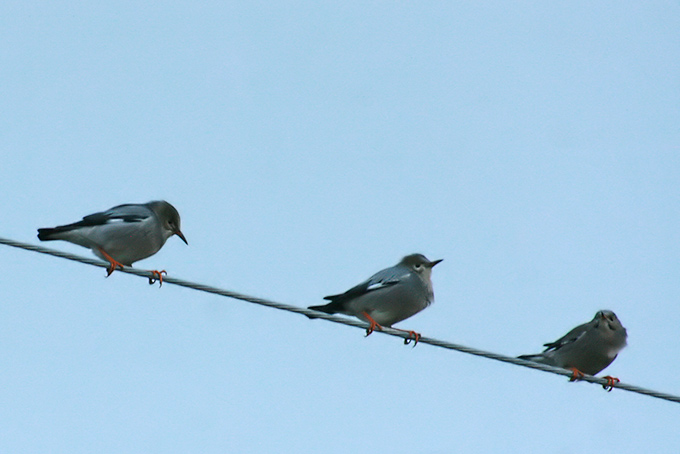 Red-billed Starling