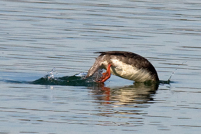 Red-breasted Merganser