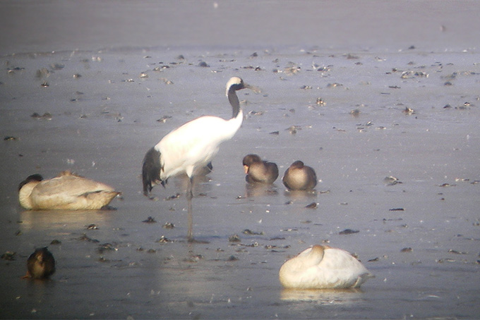 Red-crowned Crane