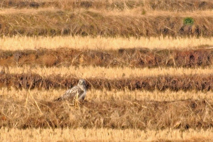 Rough-legged Buzzard