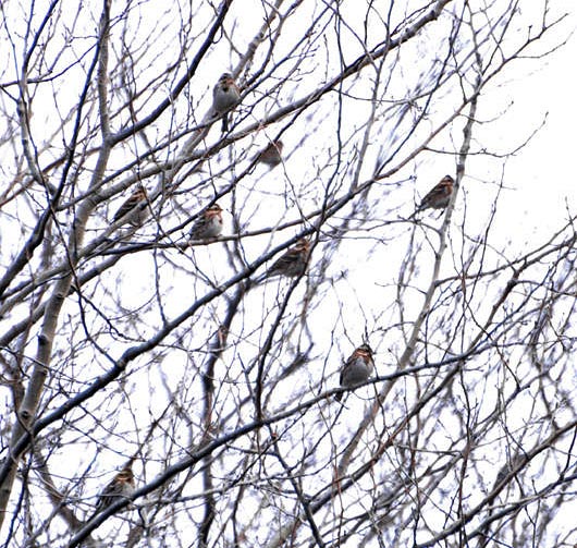 Rustic Bunting