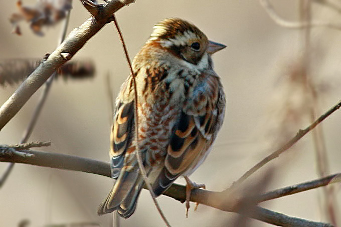 Rustic Bunting