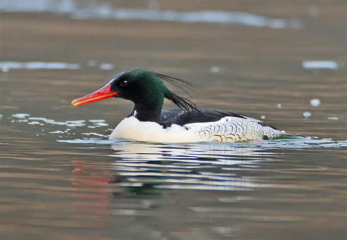 Scaly-sided Merganser