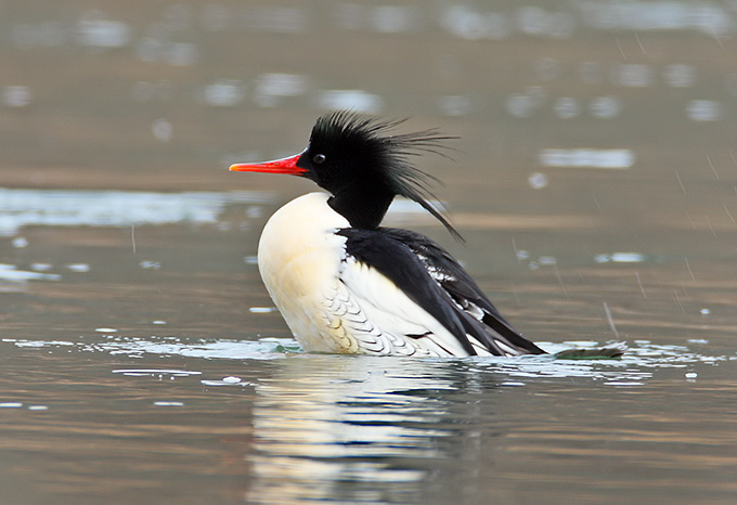 Scaly-sided Merganser