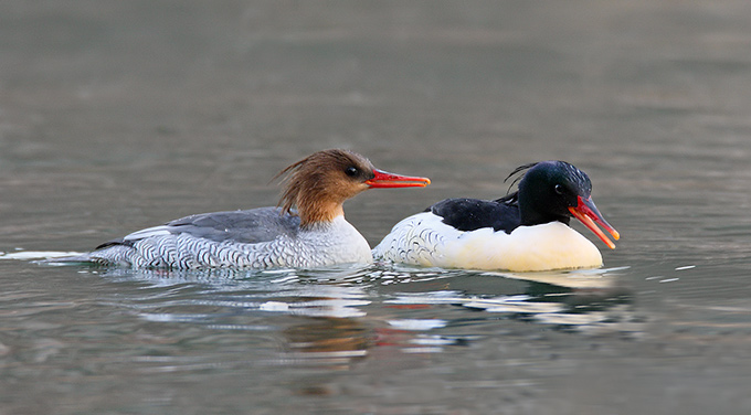Scaly-sided Merganser