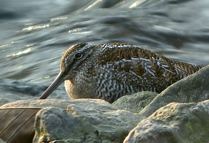 Solitary Snipe