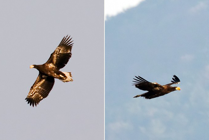 Steller's Sea Eagle
