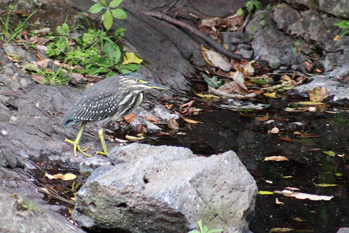 Striated Heron
