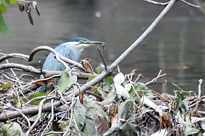 Striated Heron