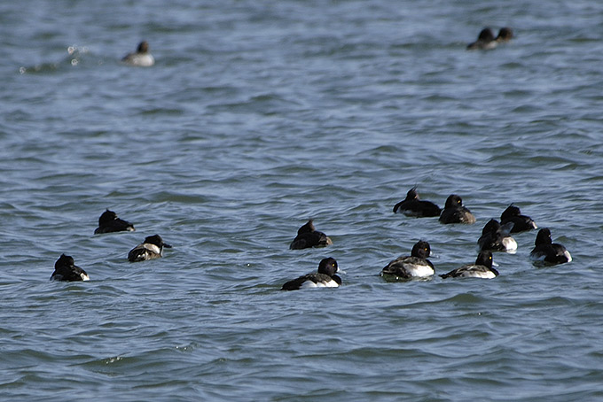Tufted Duck