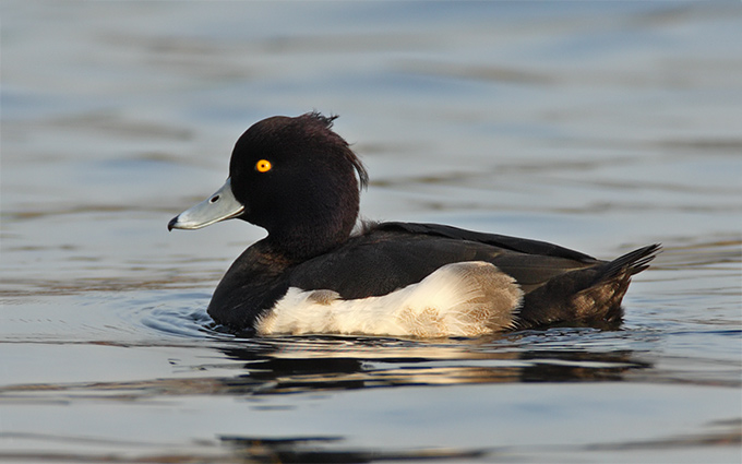 Tufted Duck