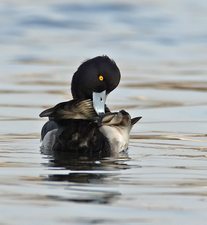 Tufted Duck
