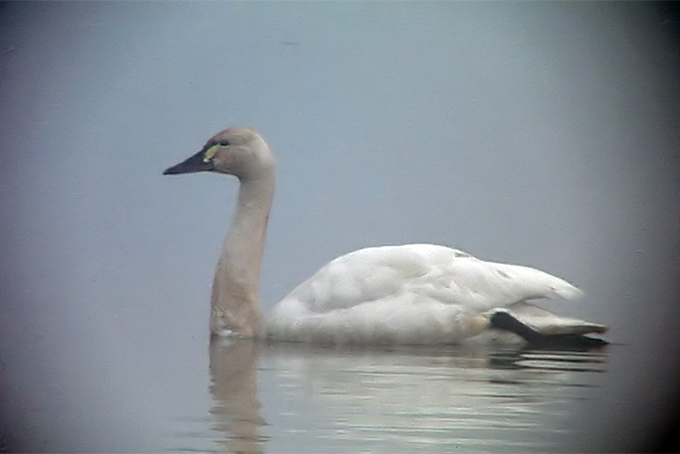Tundra Swan