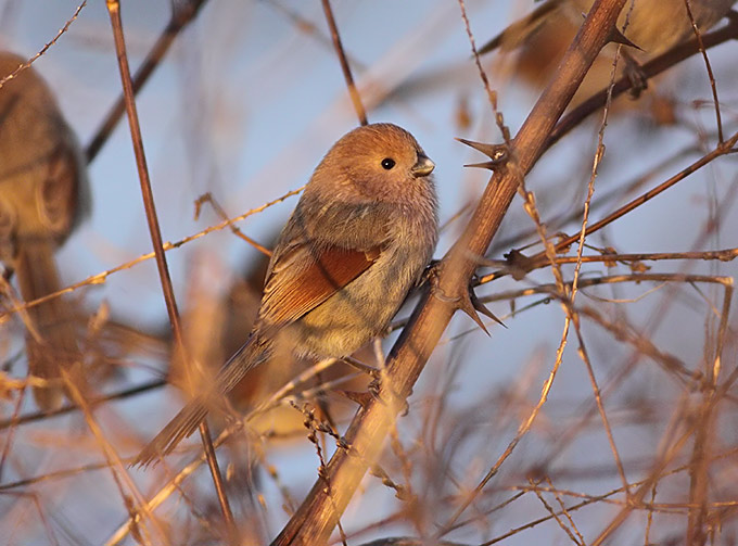 Vinous-throated Parrotbill