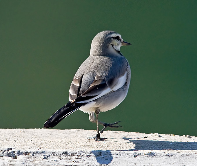 White Wagtail