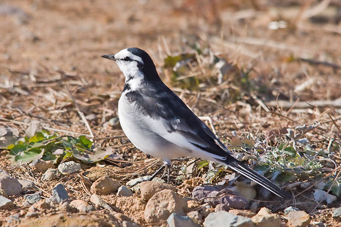 White Wagtail