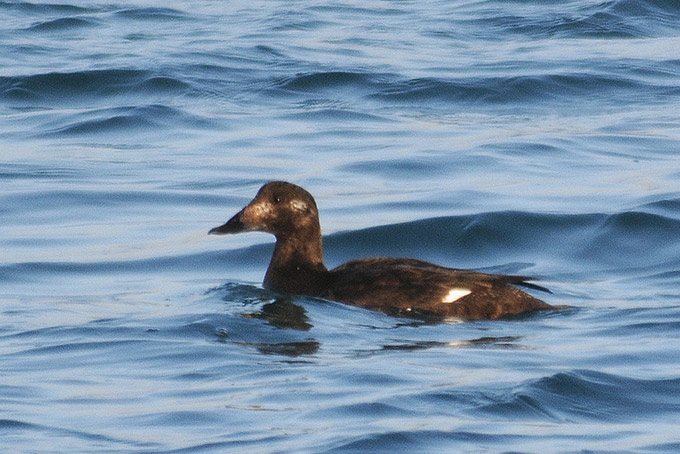 White-winged Scoter
