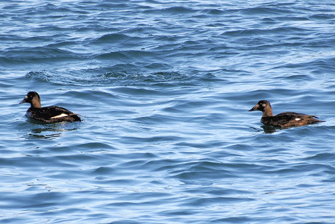 White-winged Scoter