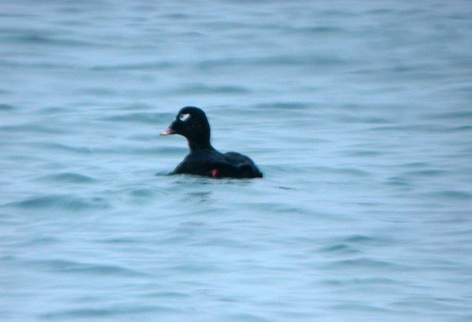 White-winged Scoter