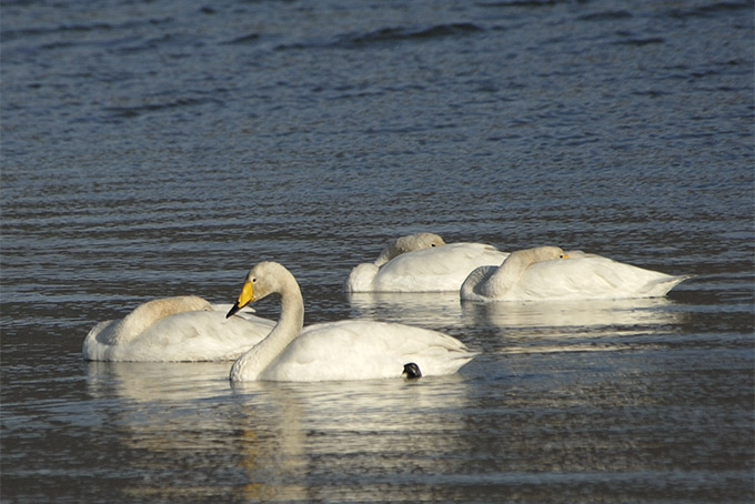 Whooper Swan