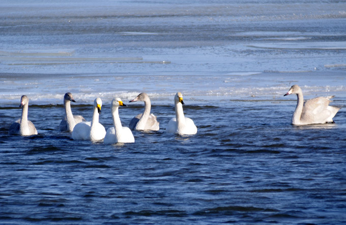 Whooper Swan