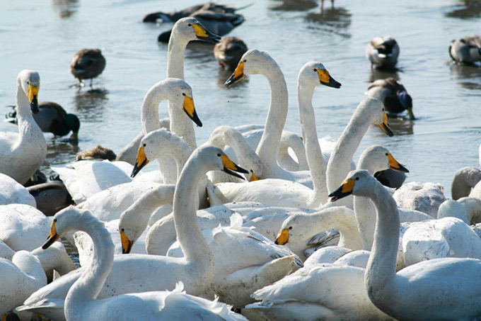 Whooper Swan