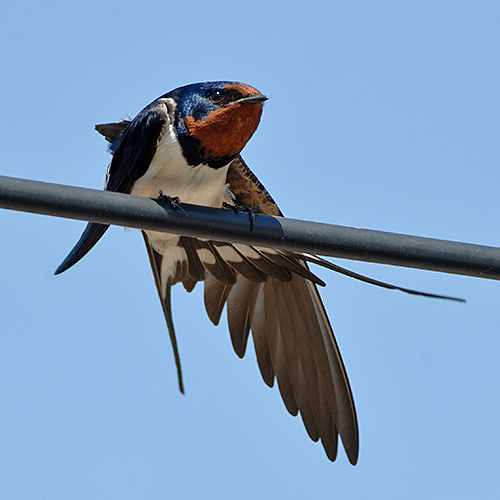 Barn Swallow