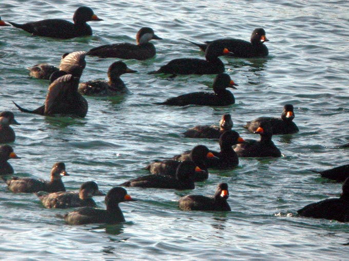 American Scoter