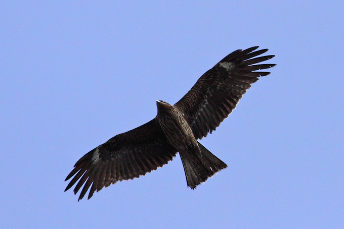 Black Kite
