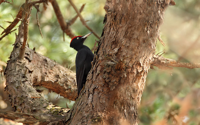 Black Woodpecker