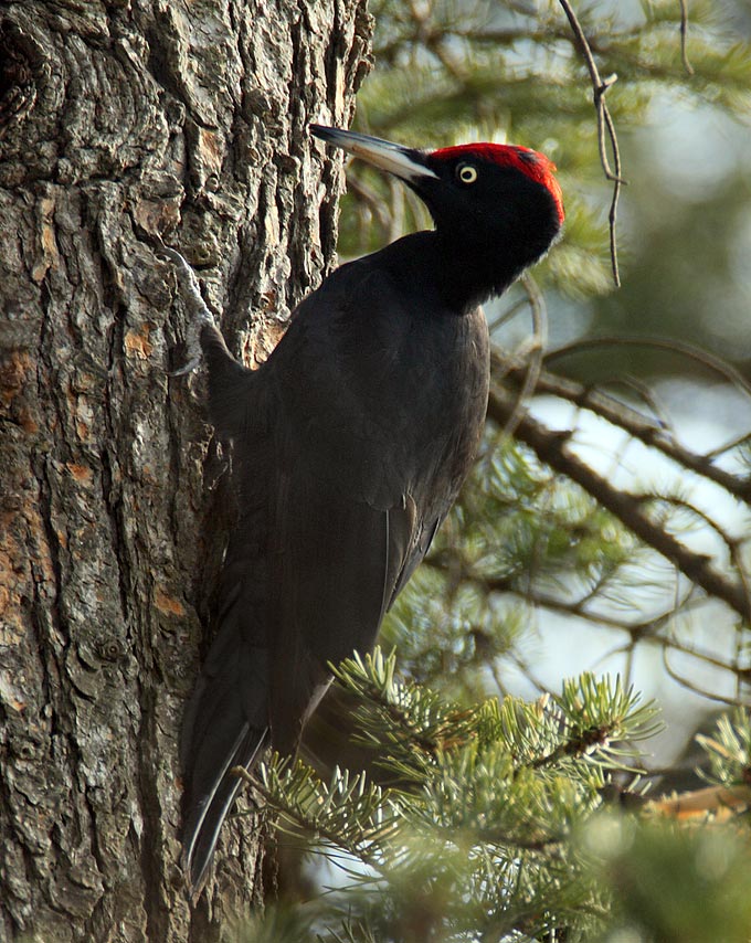 Black Woodpecker