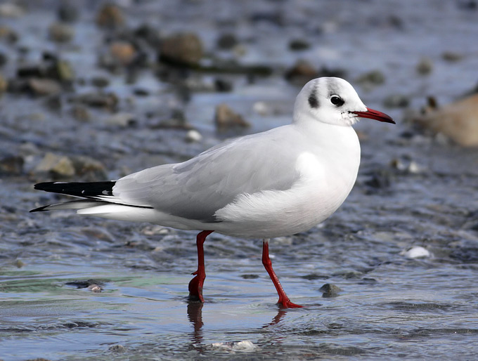 Black-headed Gull