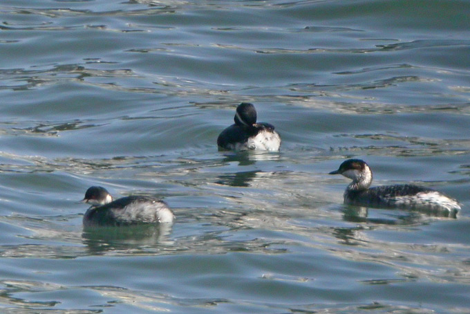 Black-necked Grebe