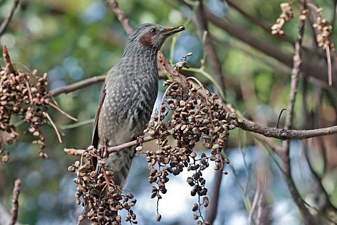Brown-eared Bulbul