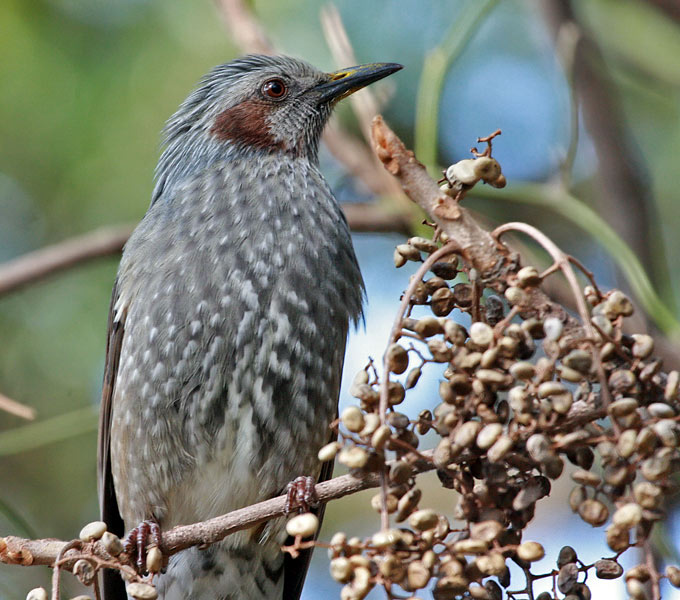 Brown-eared Bulbul