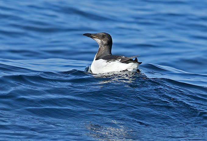 Brunnich's Murre