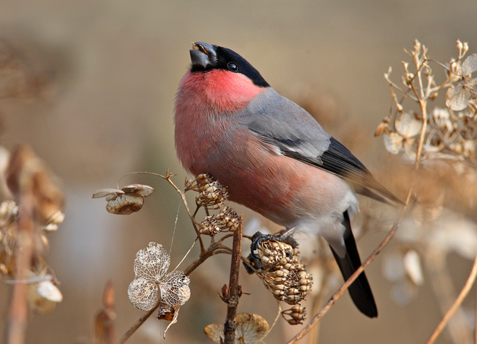Eurasian Bullfinch