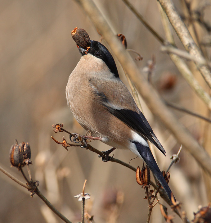 Eurasian Bullfinch