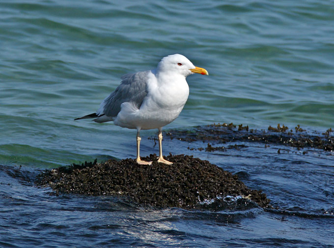 Caspian Gull