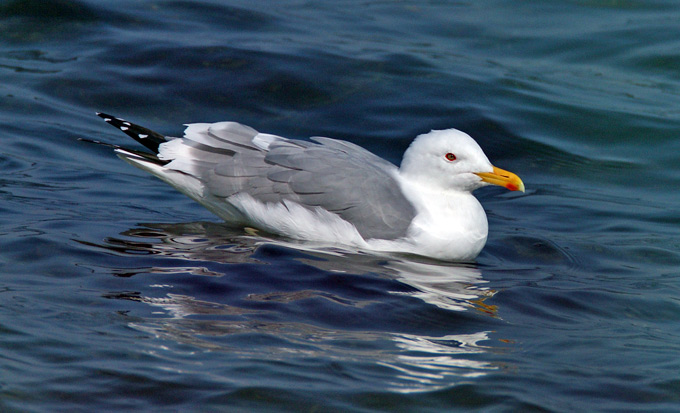 Caspian Gull