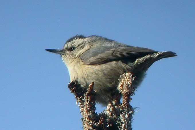 Chinese Nuthatch