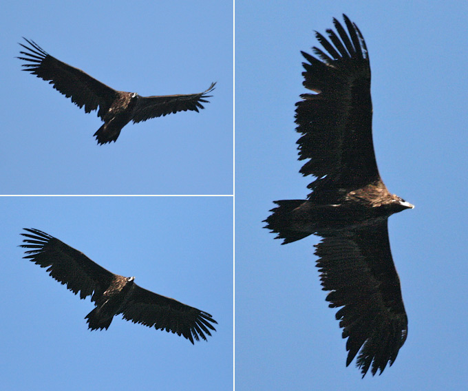 Cinereous Vulture