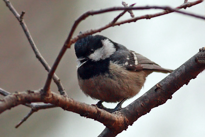 Coal Tit