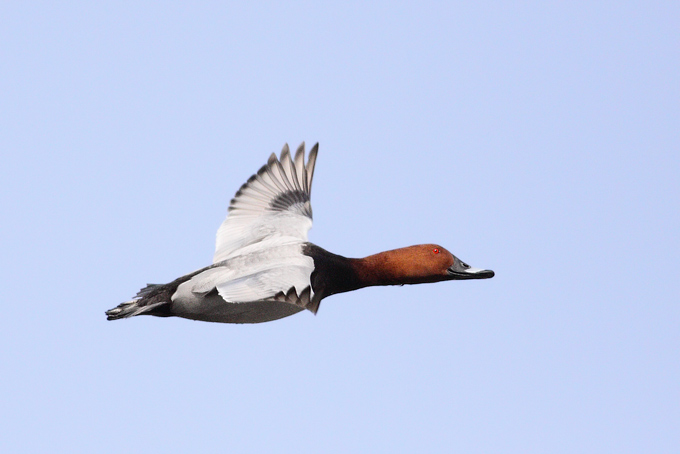 Common Pochard