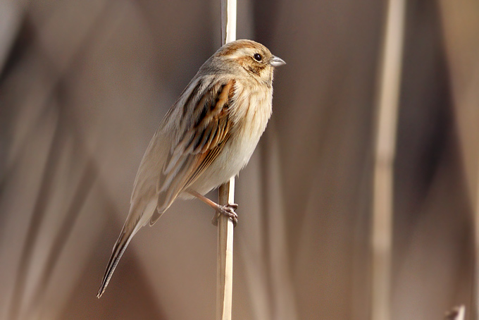 Common Reed Bunting