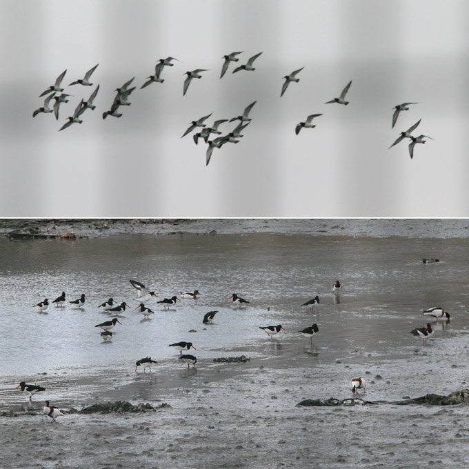 Far Eastern Oystercatcher