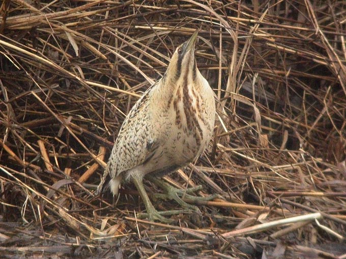 Eurasian Bittern